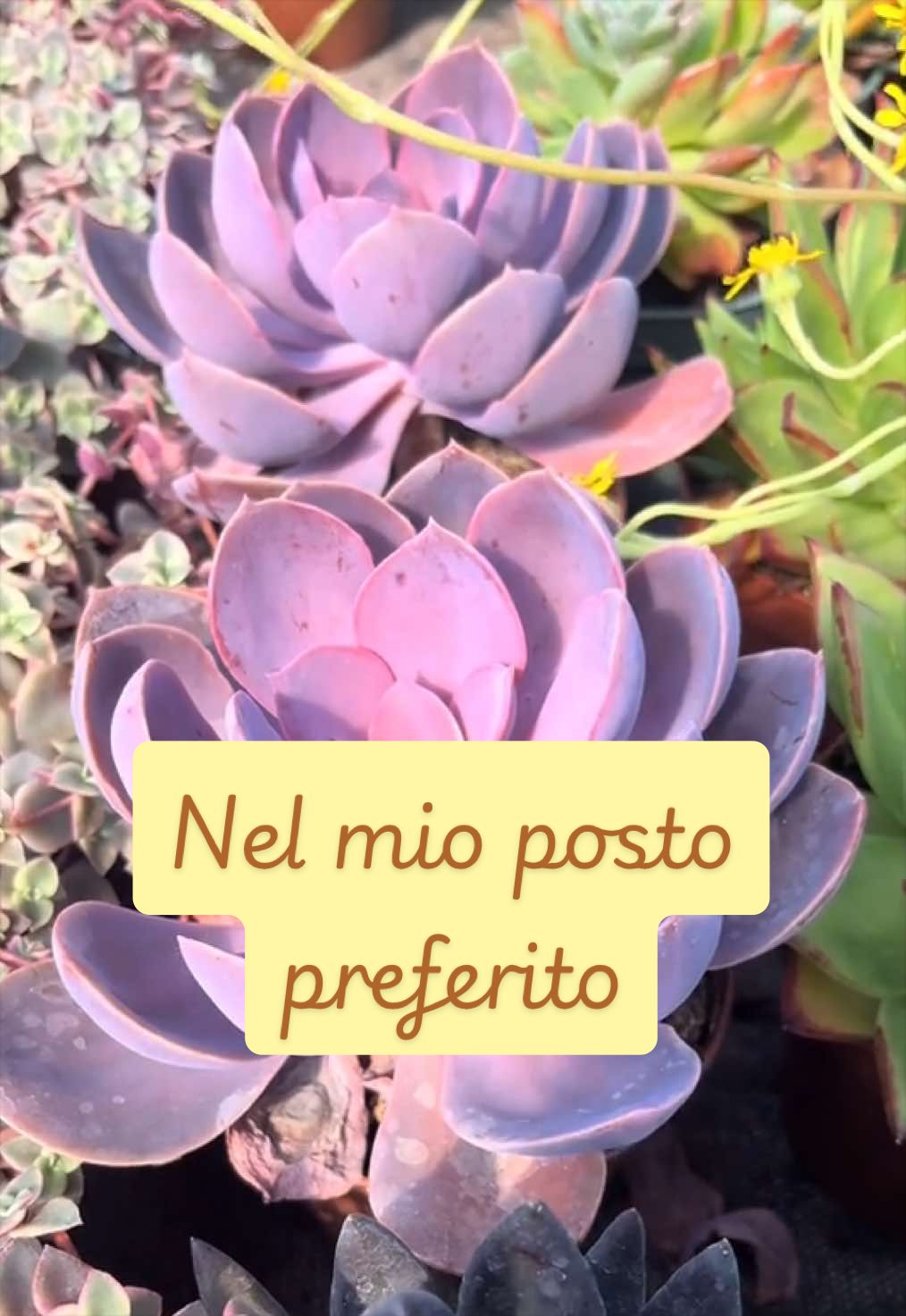 @piccole.spine.felici 🌵
