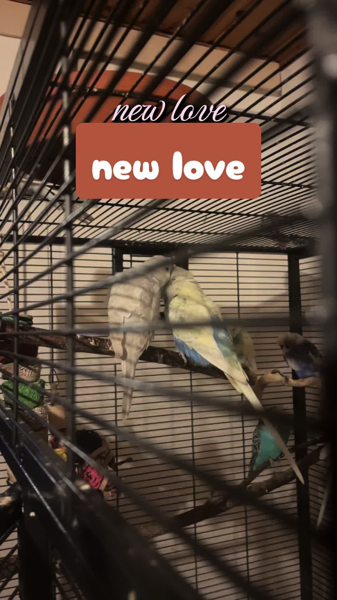 @Lisa‘s Pets