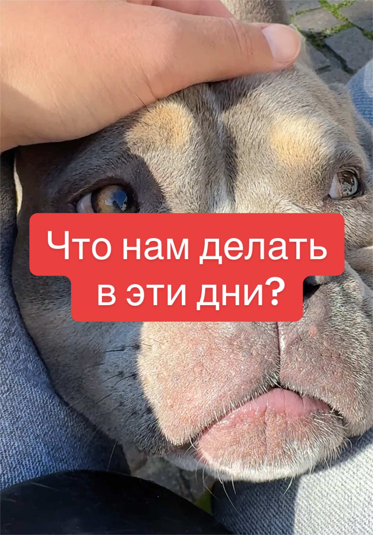 @Диана в Шерсти💜
