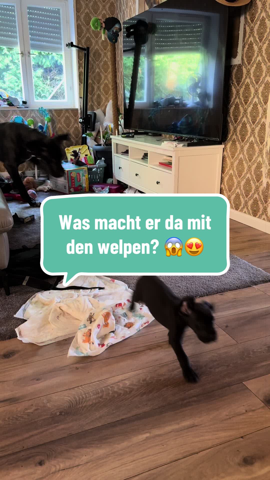 @Doggen von Lucaelis