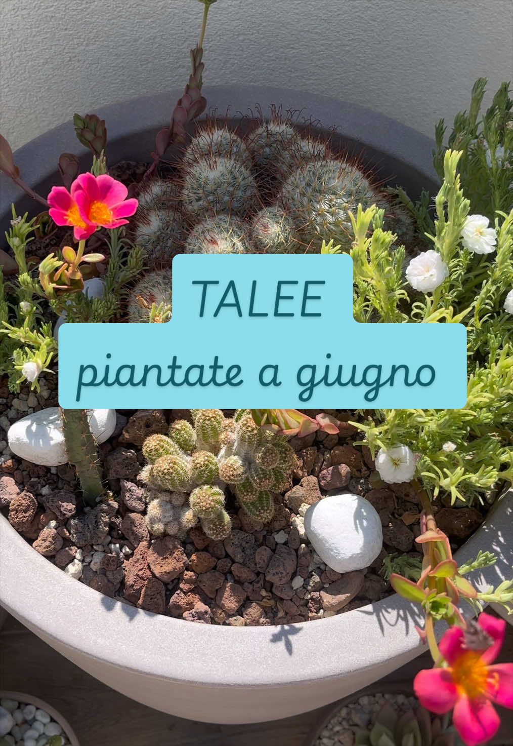 @piccole.spine.felici 🌵