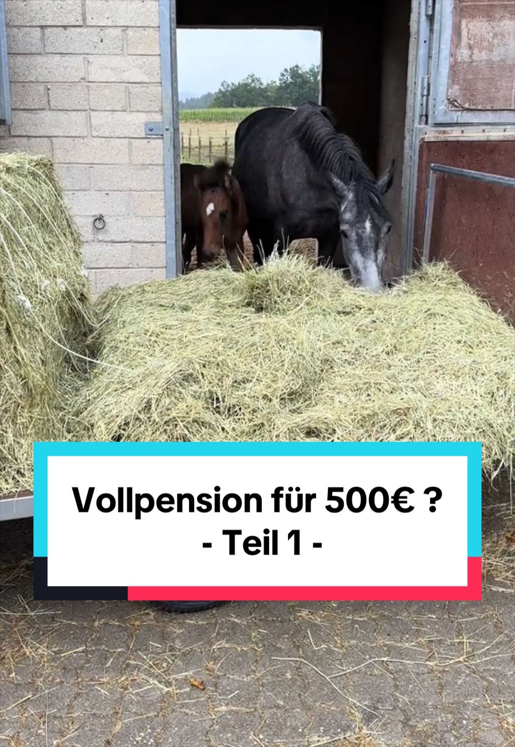 @Sophia • SL Reitschule