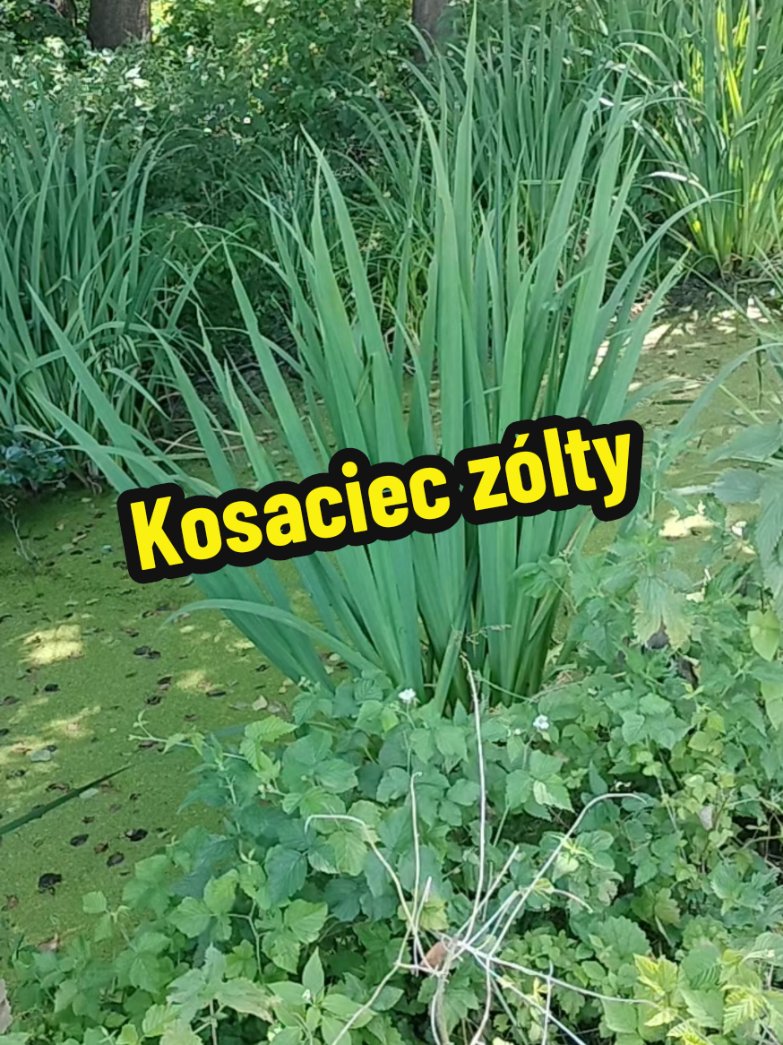 @Zielsko Szeptuchy