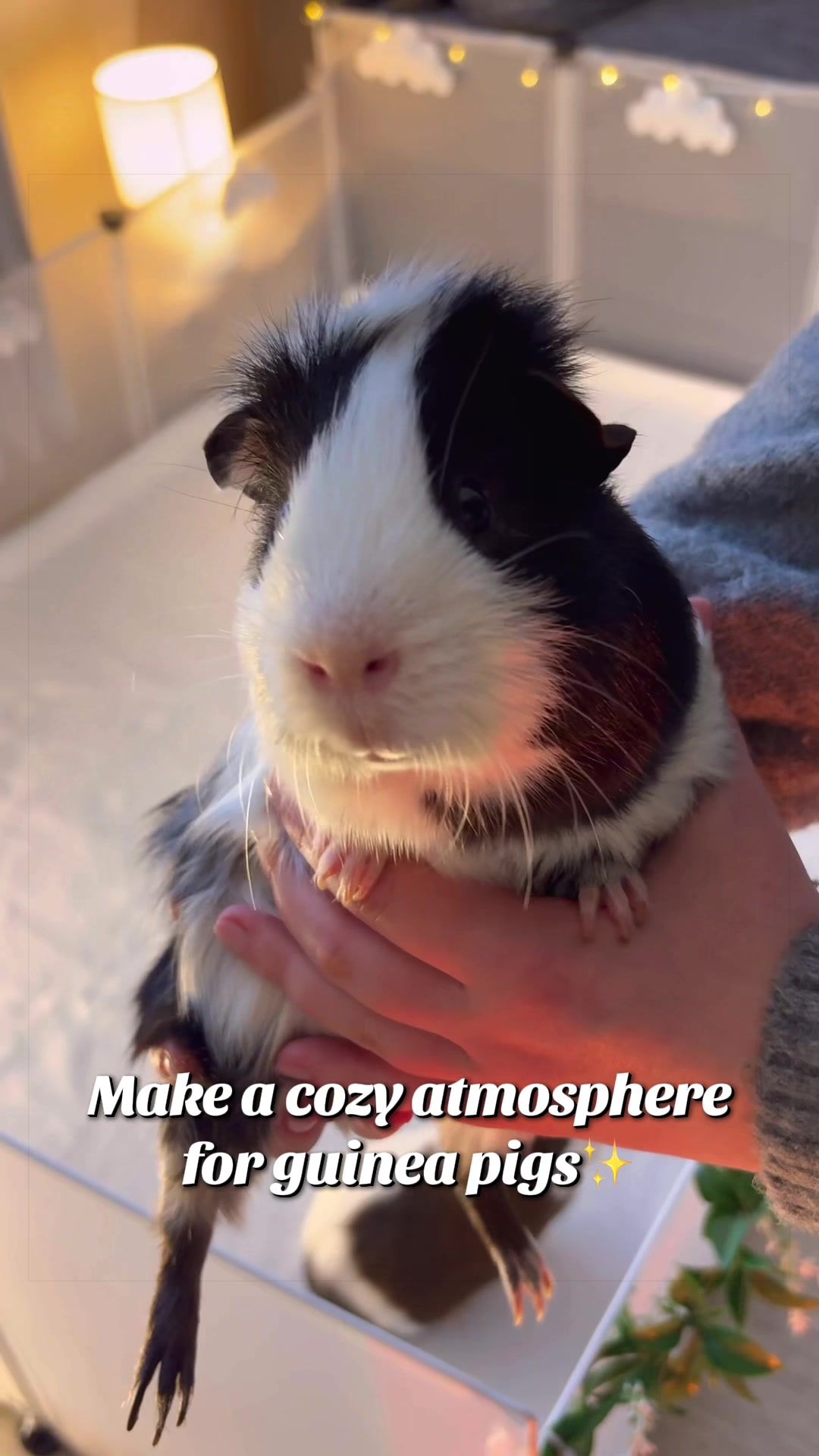 @friendly_guinea_pigs