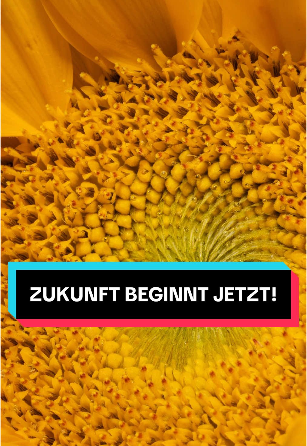 @Gr&uuml;ne im Bundestag
