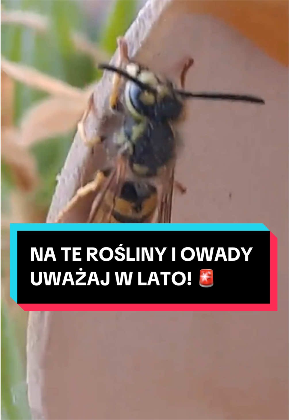 @pandawojtekyt
