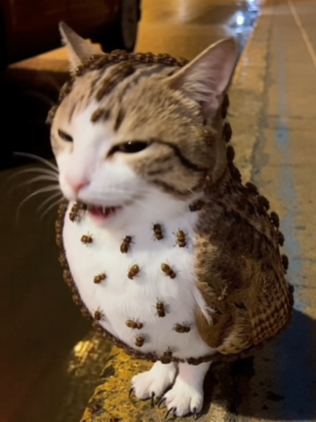 @TheRealMeowl