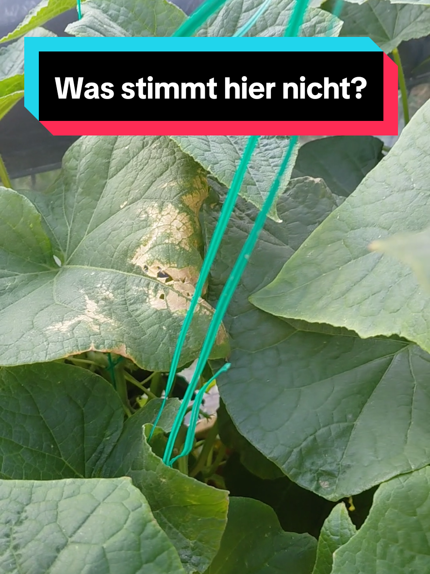 @Gartenchaos