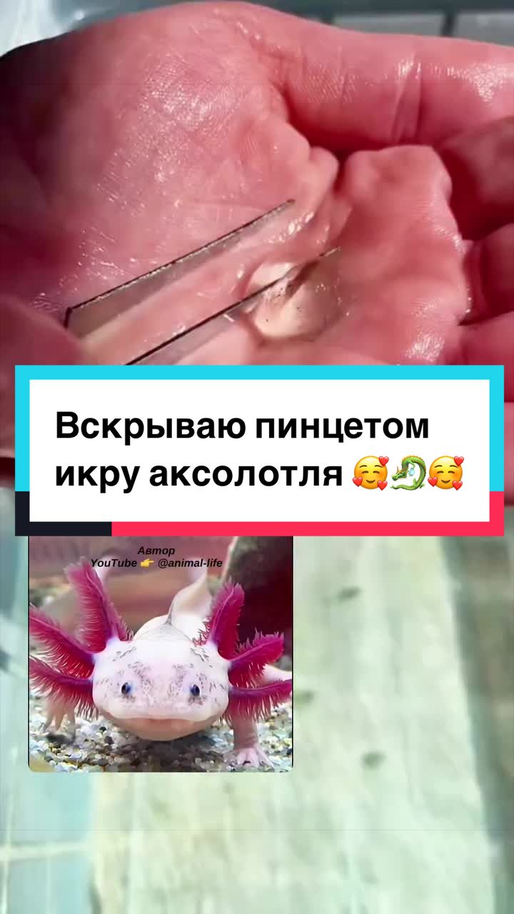 @z_l_a_tt_a