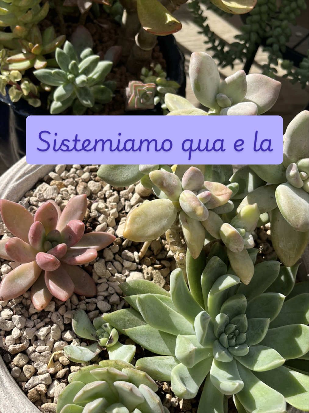 @piccole.spine.felici 🌵