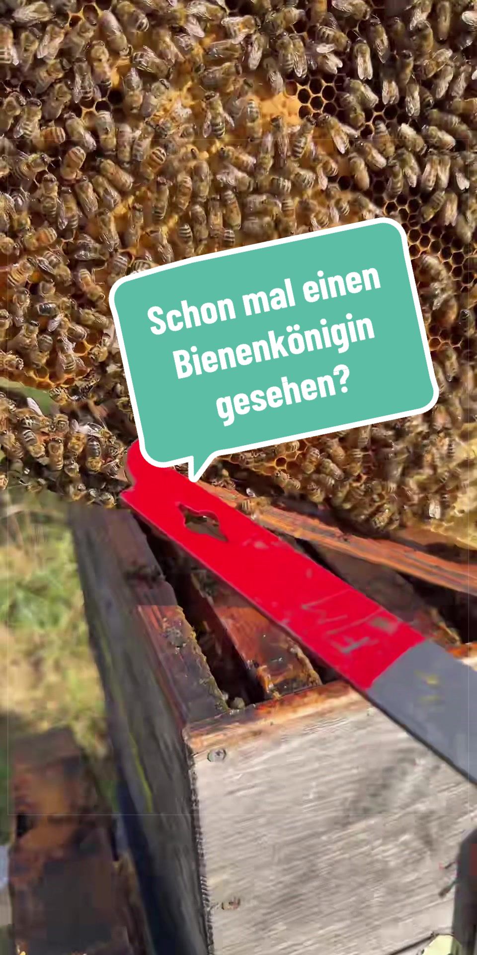 @🅼🅾🆁🅴❹BEES