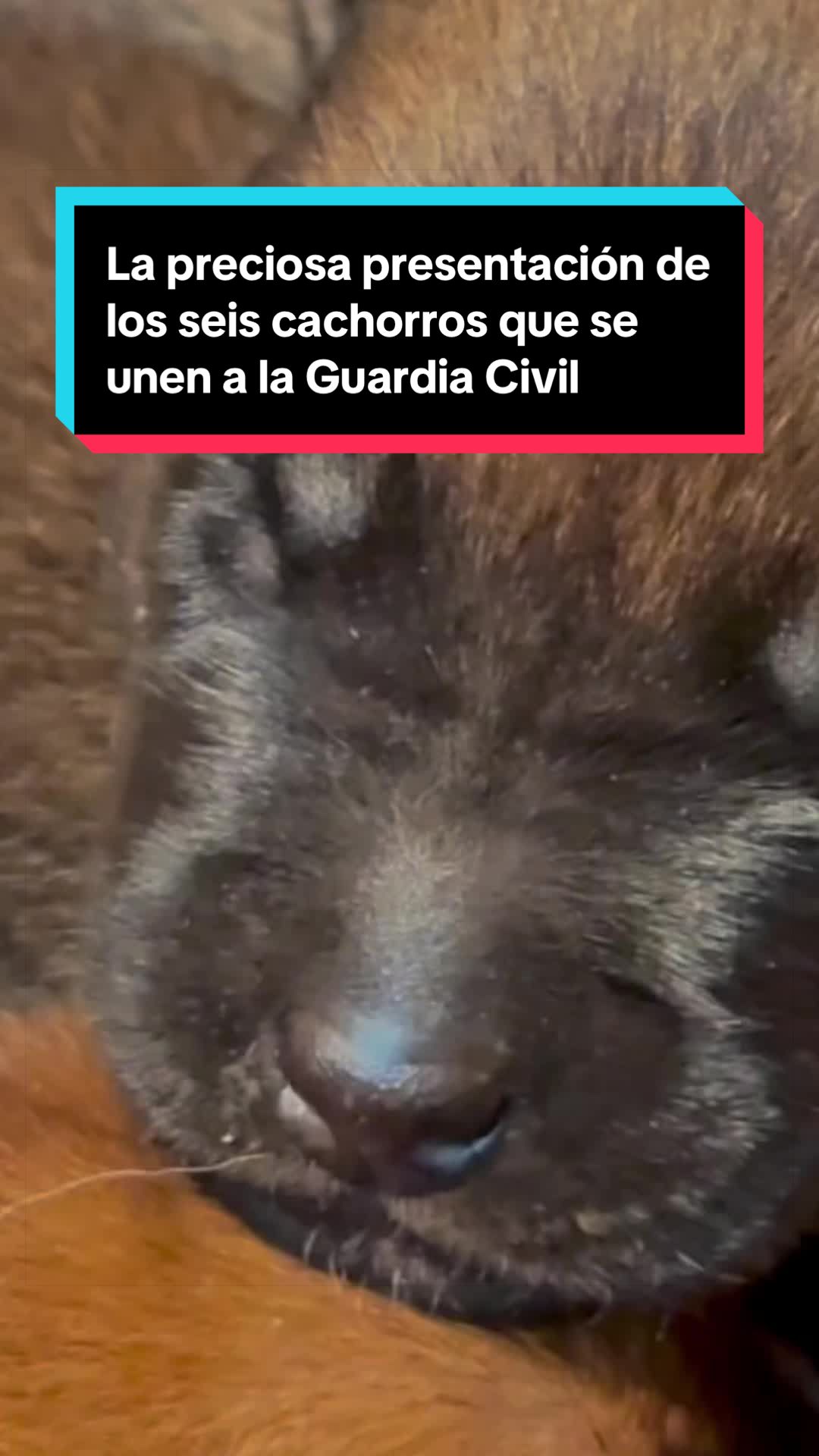 @EL ESPAÑOL 🦁