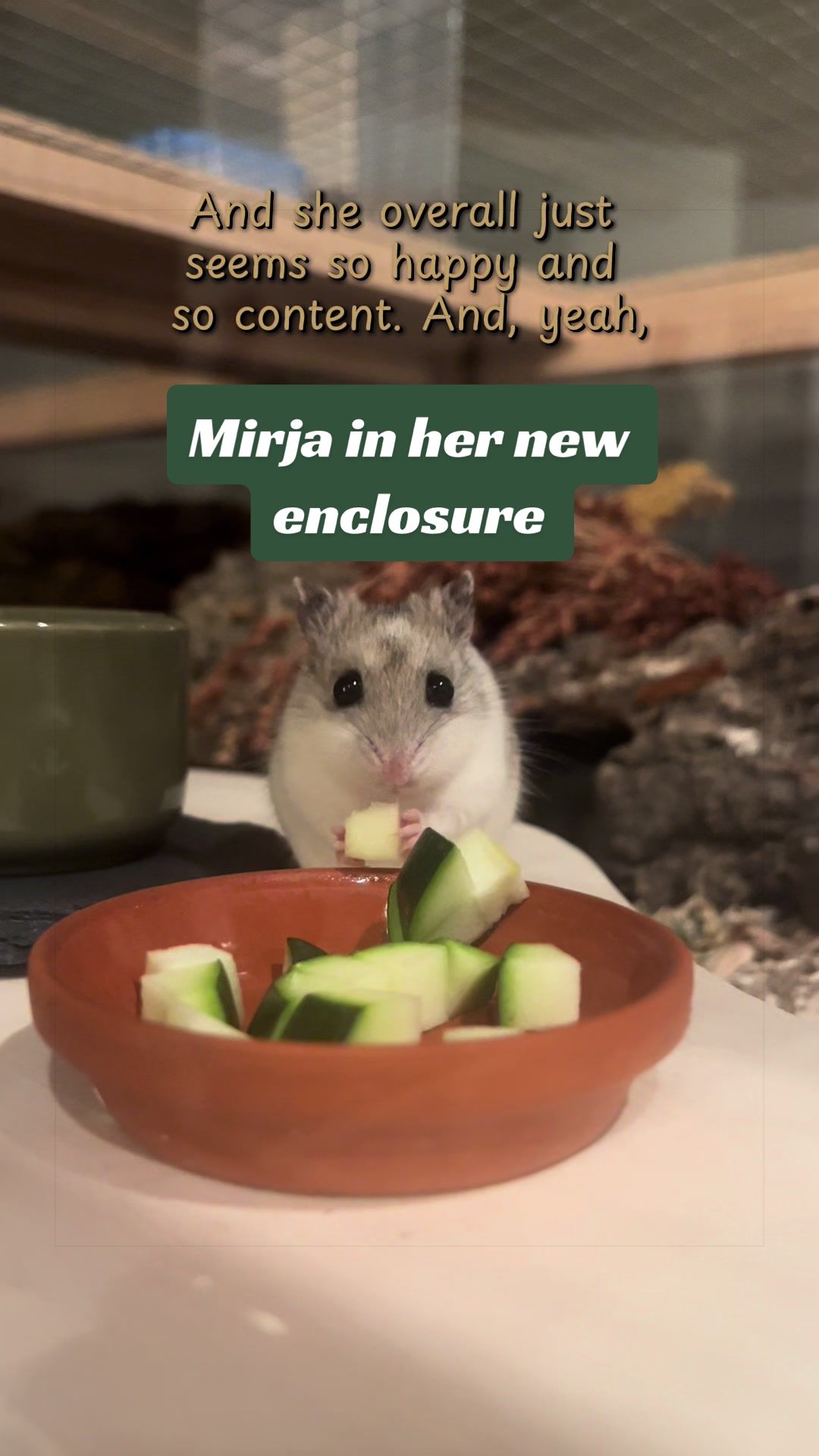 @Lisa‘s Pets