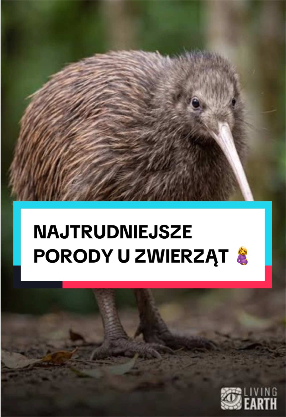 @pandawojtekyt
