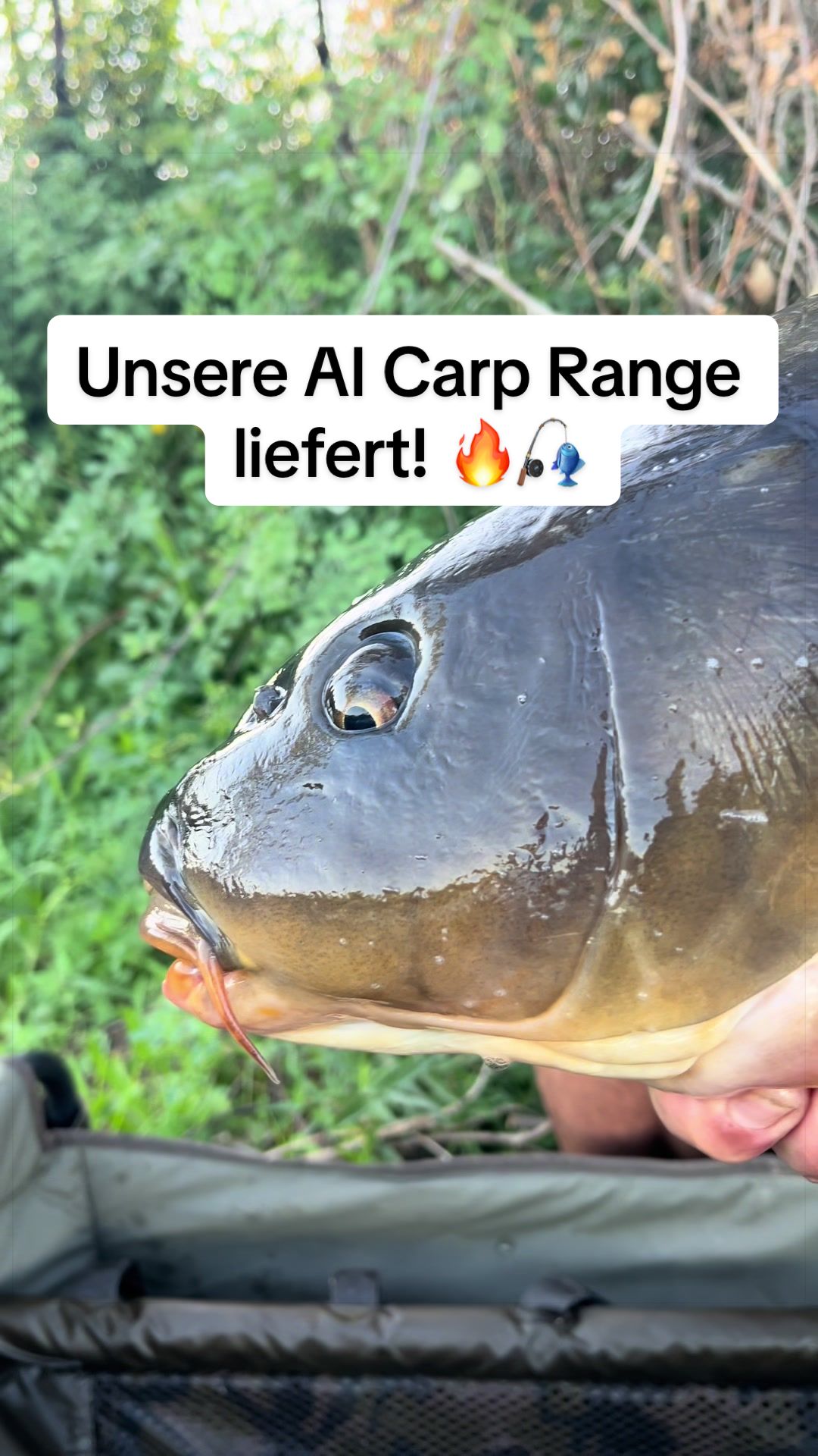 @anaconda.carp