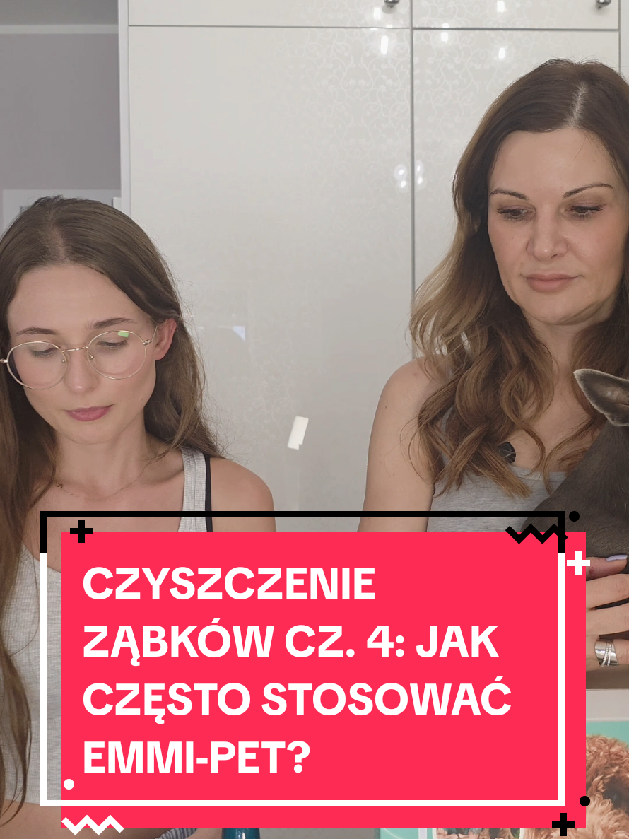 @Chihuahua uzależnia