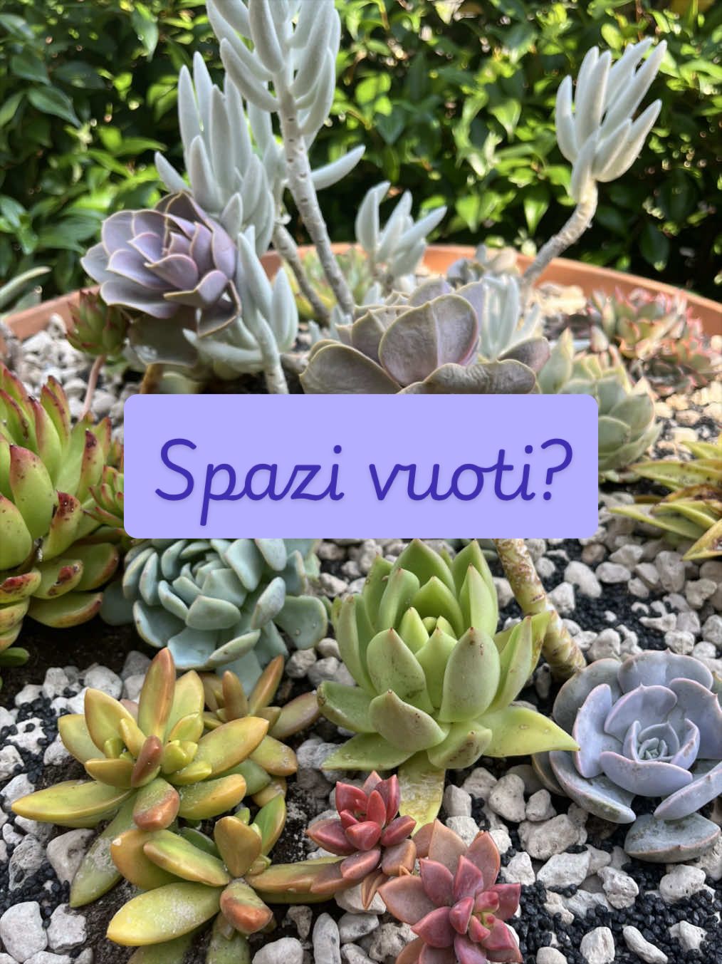 @piccole.spine.felici
