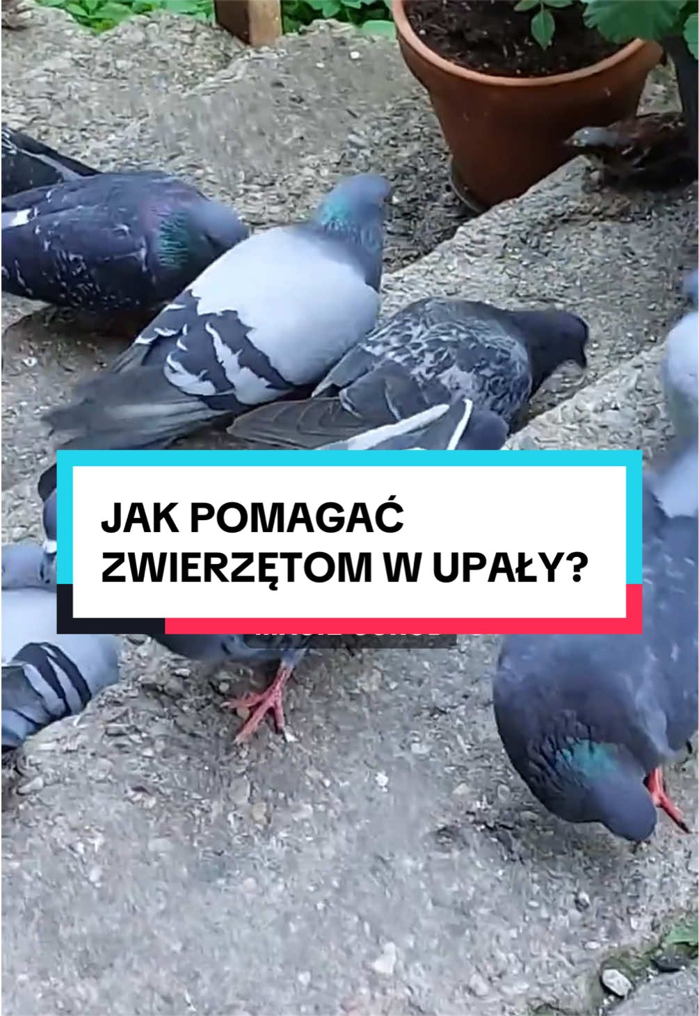 @pandawojtekyt