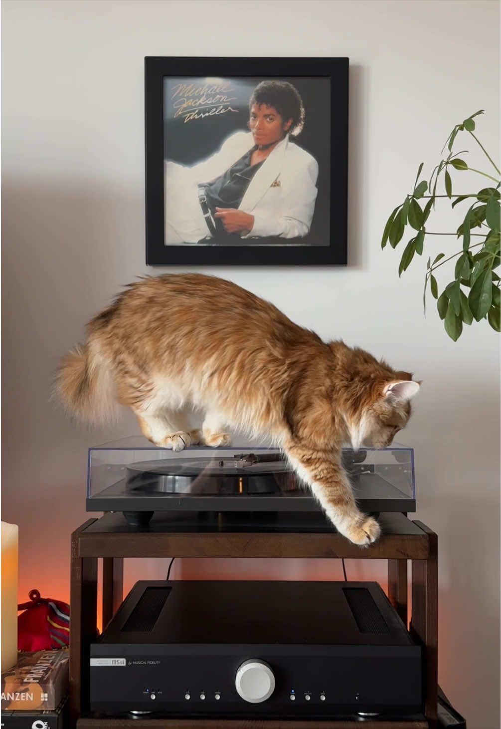 @Leon The Vinyl Cat