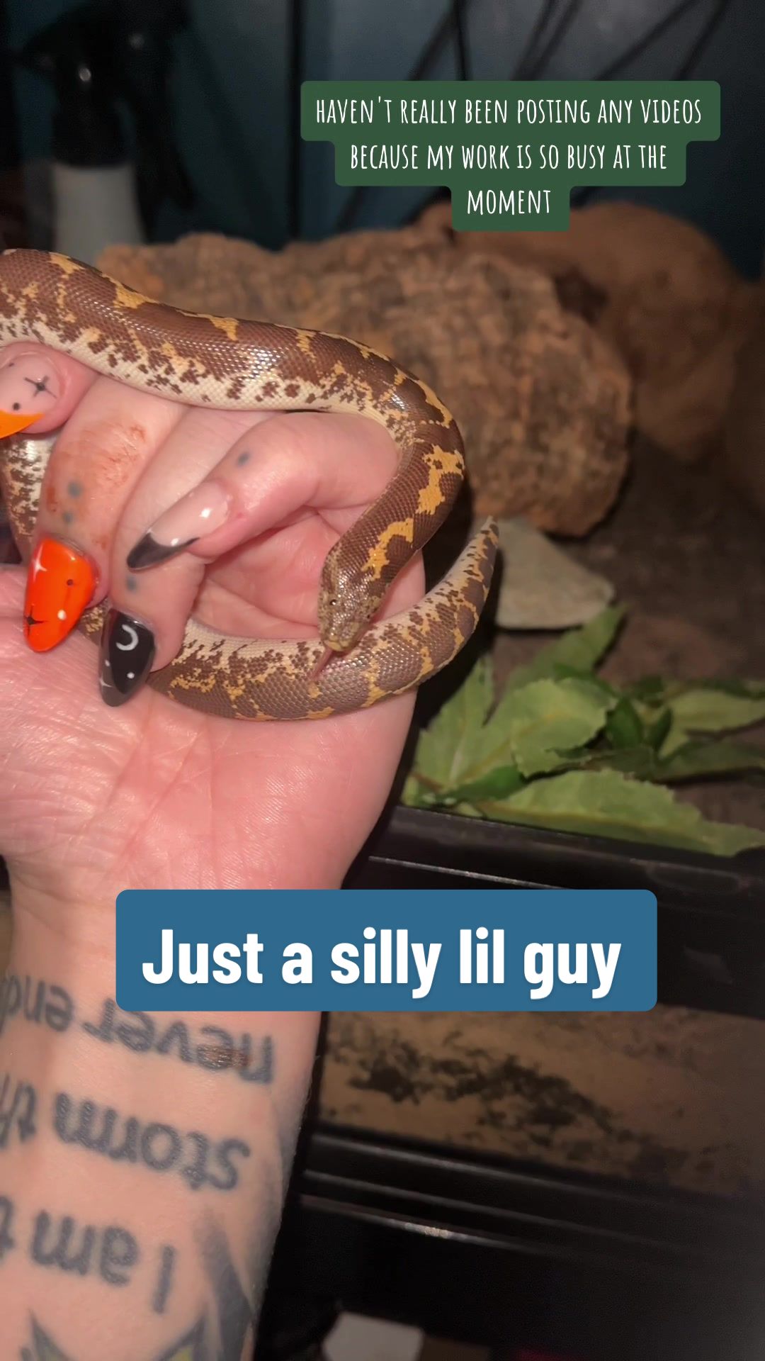 @Rosie 🖤🐍🦎🕷️