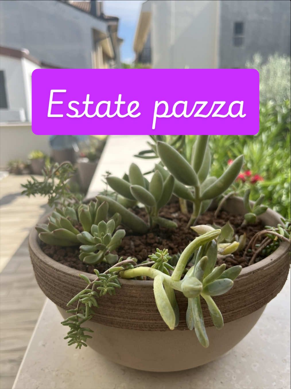 @piccole.spine.felici 🌵