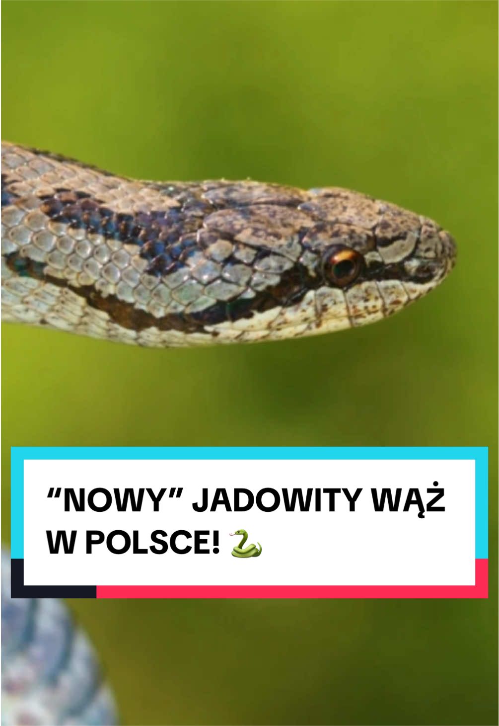 @pandawojtekyt
