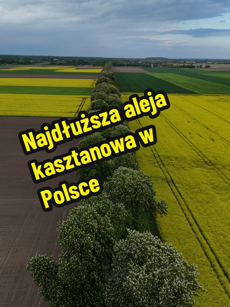 @Ⓜ️yslaw🅿️rzemyslaw🐺