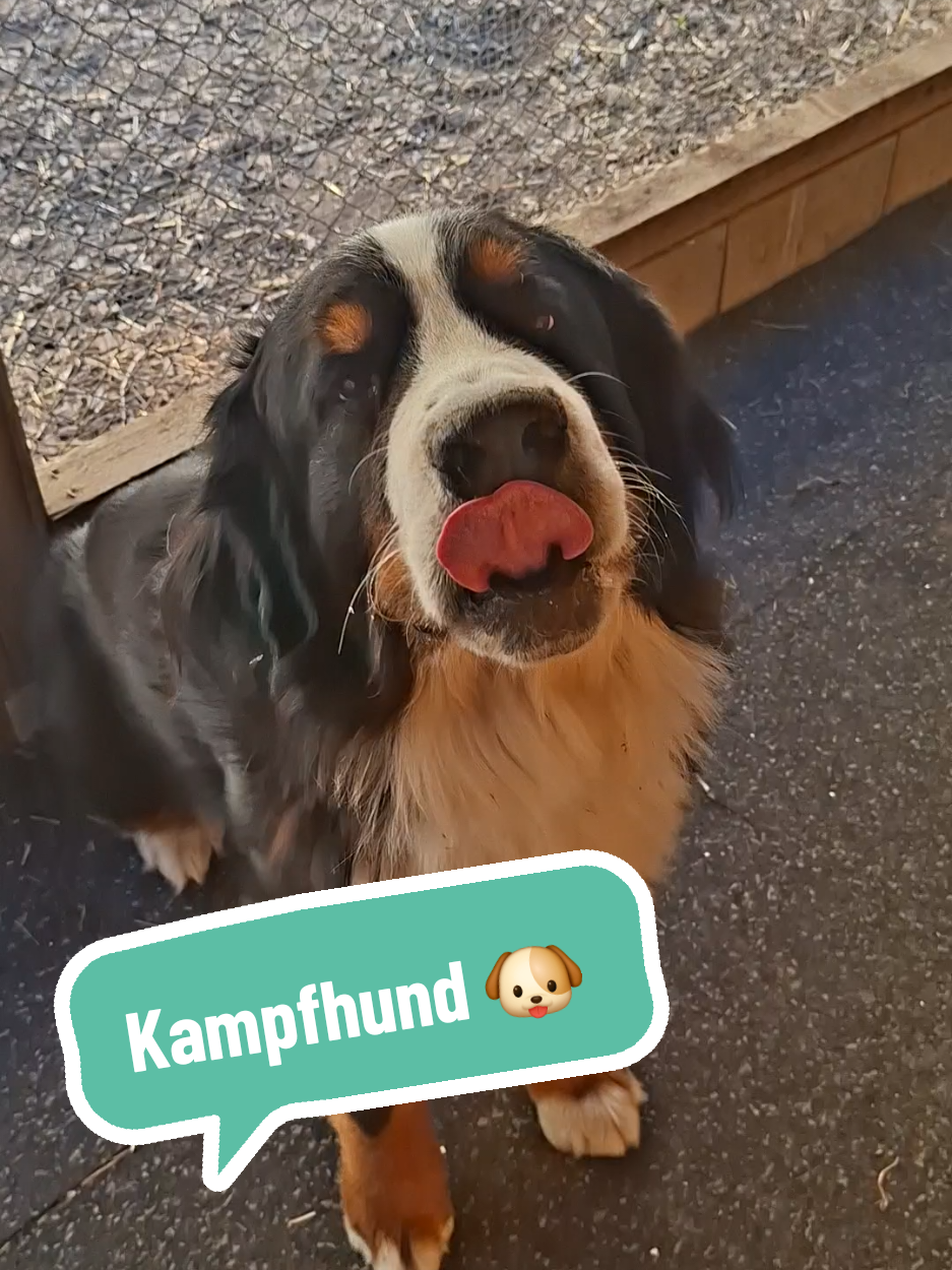 @BeagleTrifftBerner