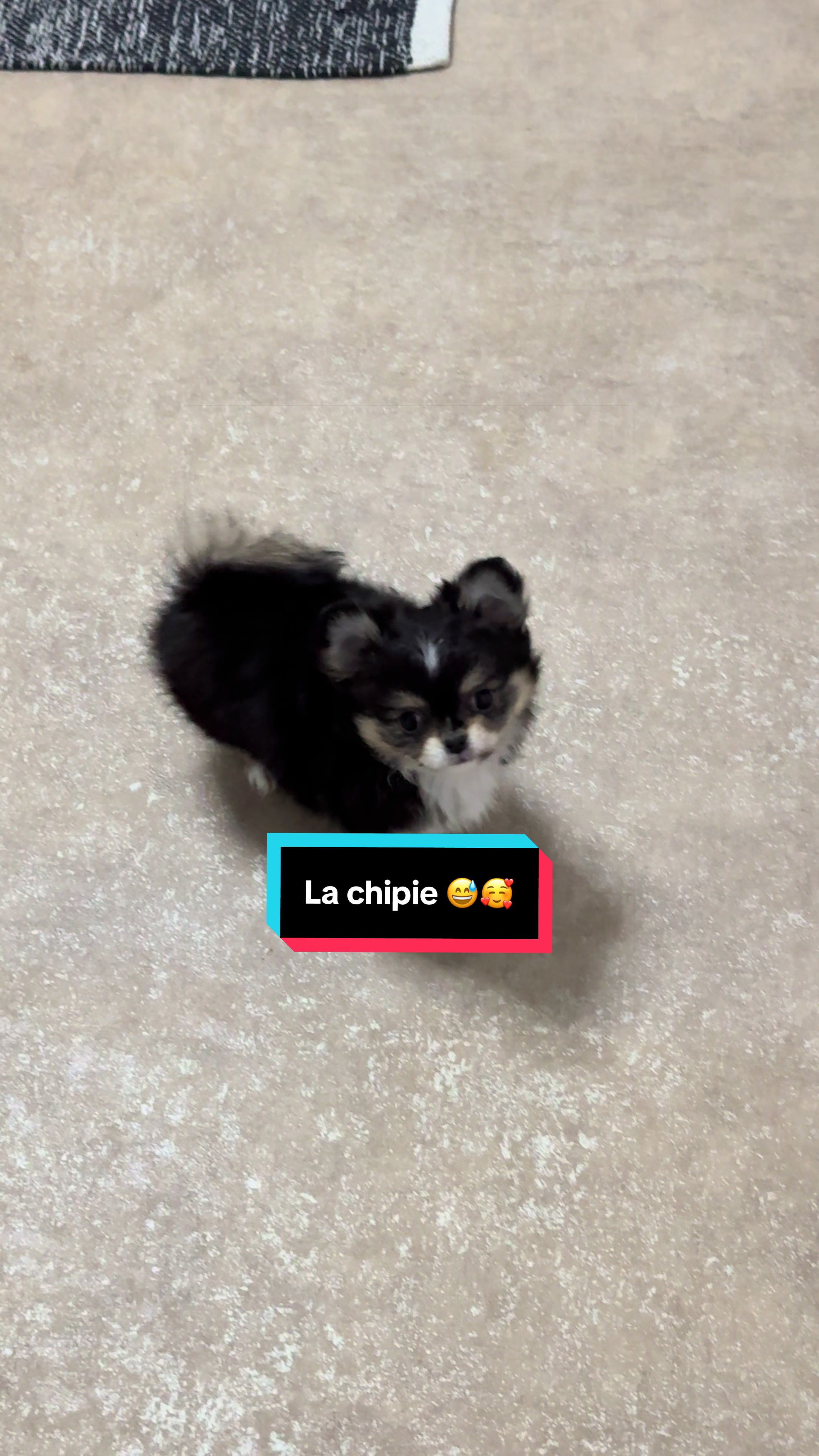 @óla_chihuahua