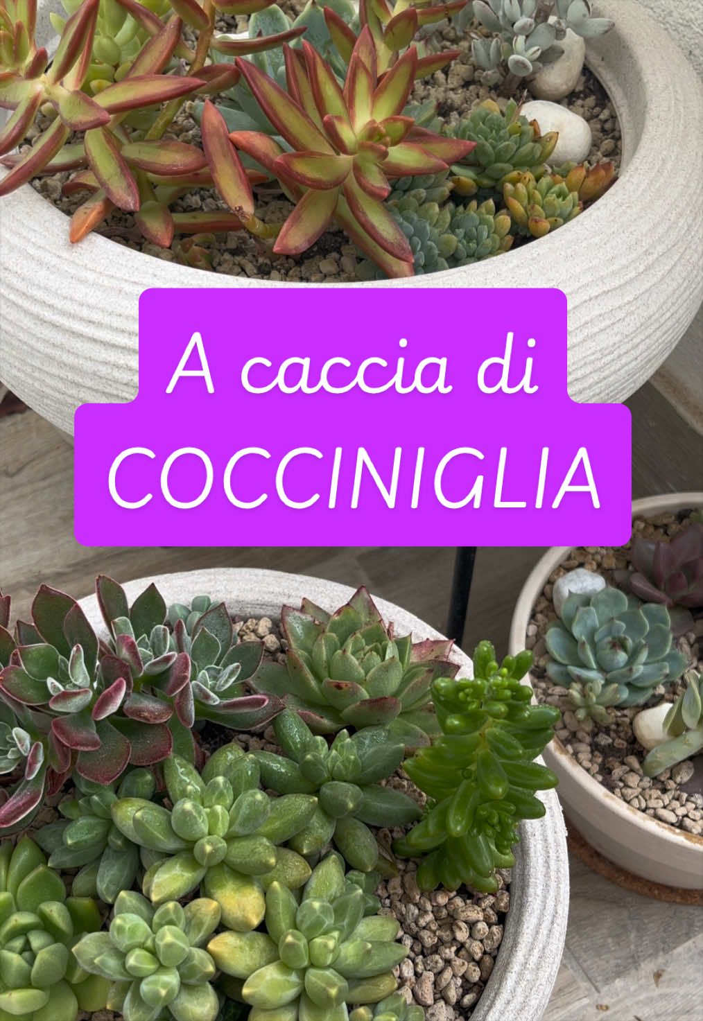@piccole.spine.felici 🌵
