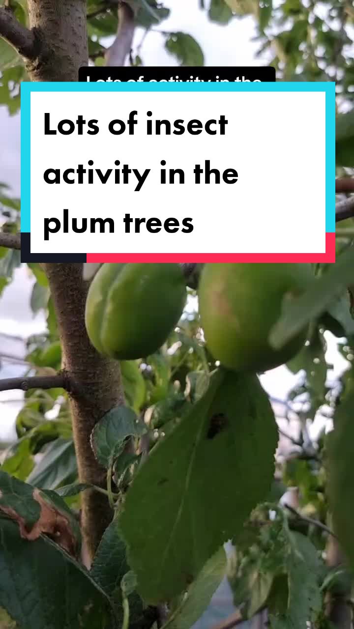 @GrowFruitandVeg