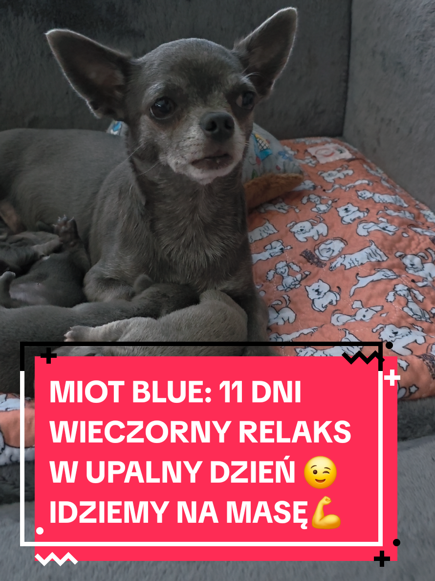 @Chihuahua uzależnia