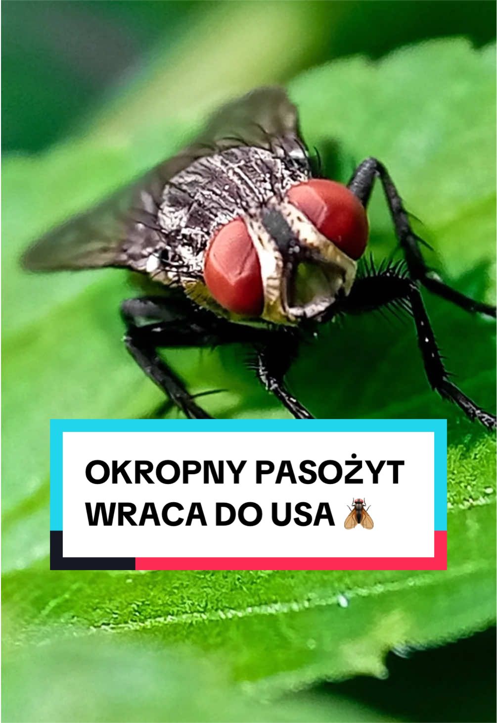 @pandawojtekyt