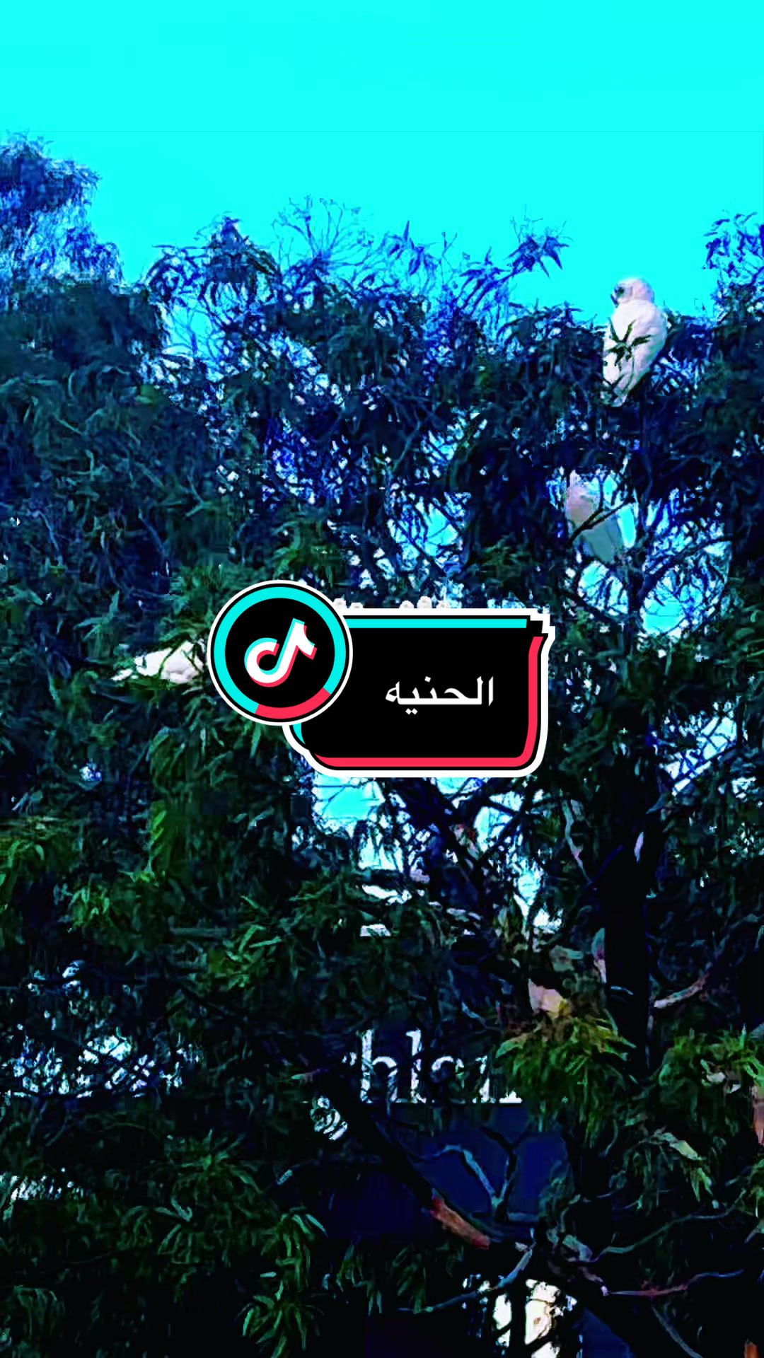 @NAHLA T jamel