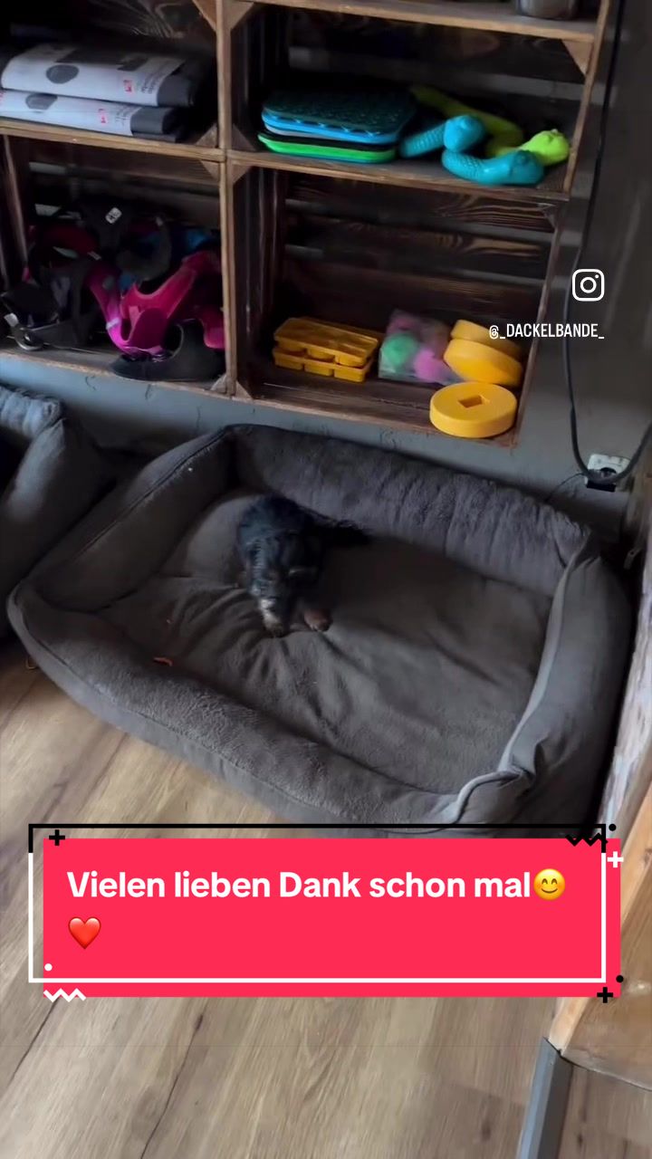 @_dackelbande_