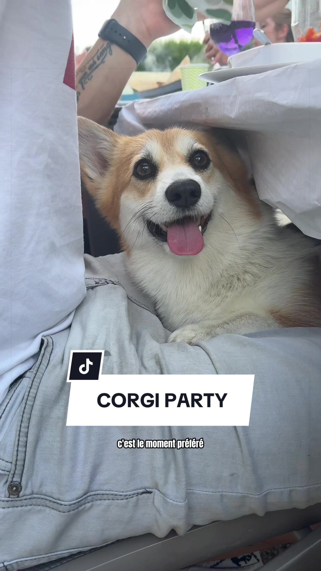 @Lemon 🍋 Corgi