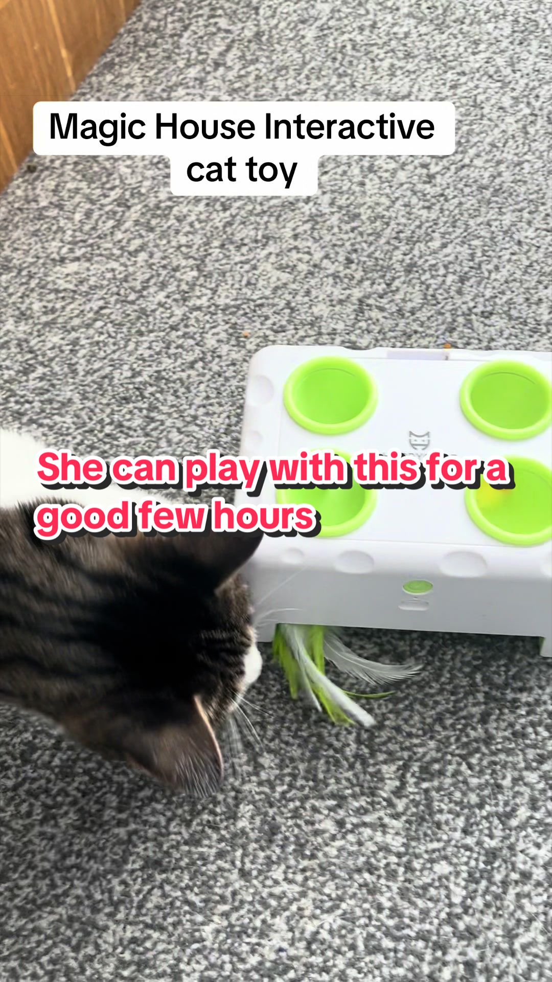 @🦁💚Mehnaz/Bella cat💚🦁