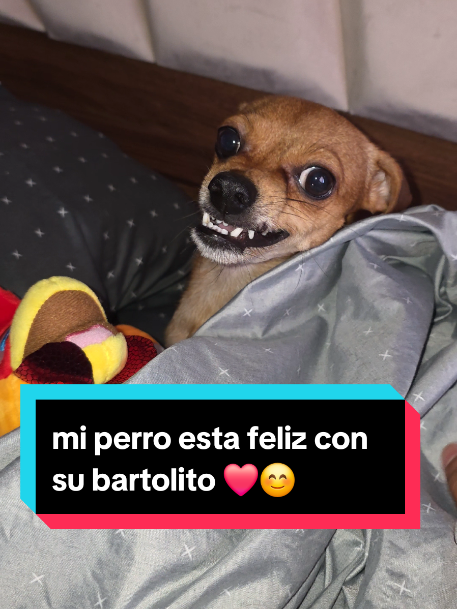 @coco el enoj&oacute;n 🐶 ❤️