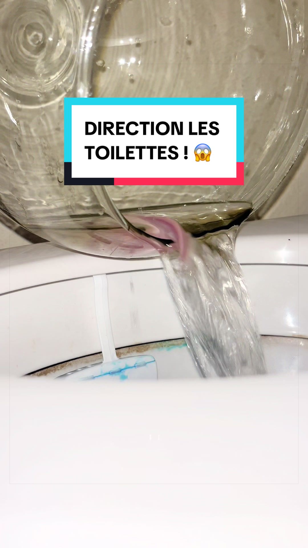 @Les Animaux d&rsquo;Allan