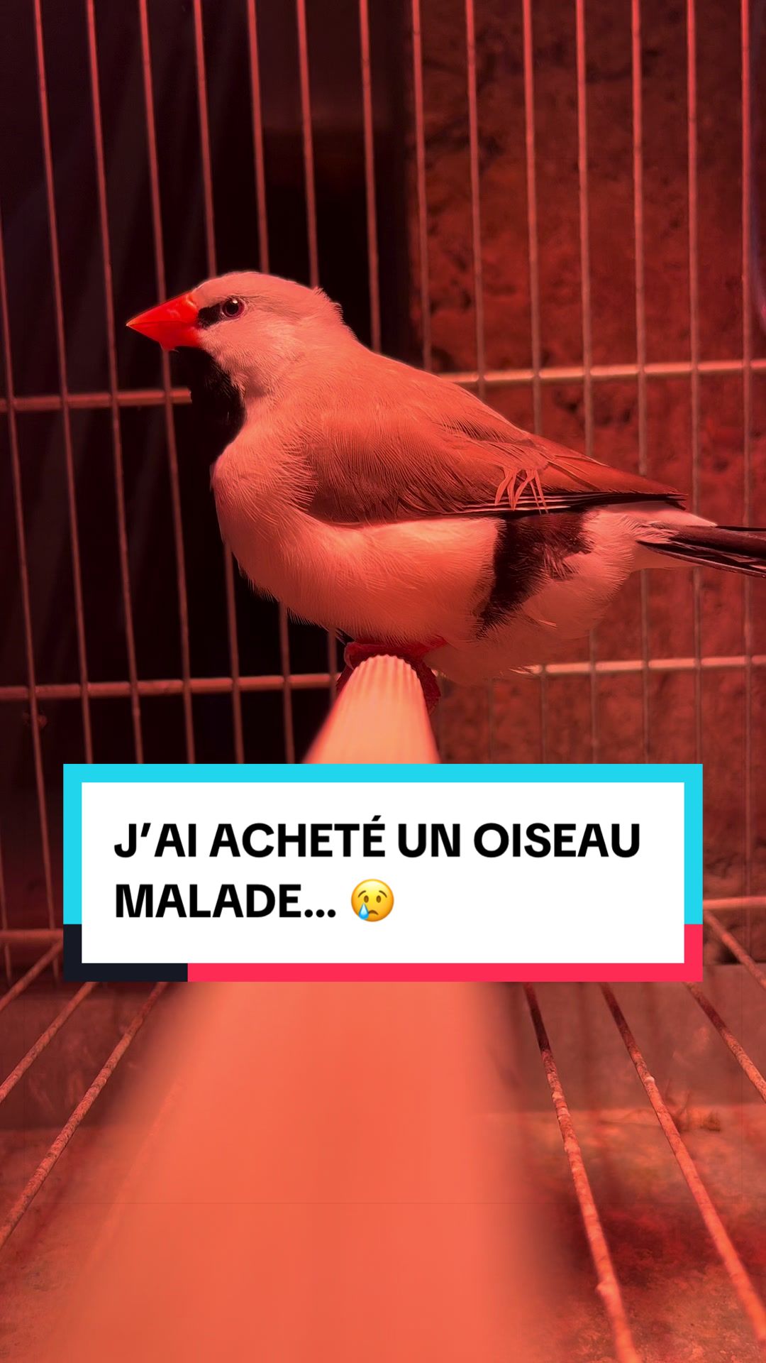 @Les Animaux d&rsquo;Allan