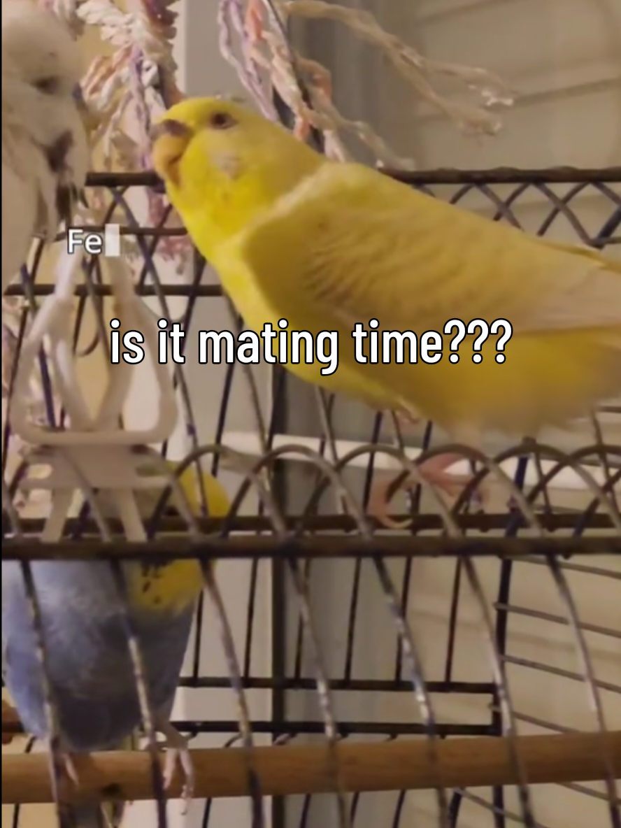 @Taha the Budgie