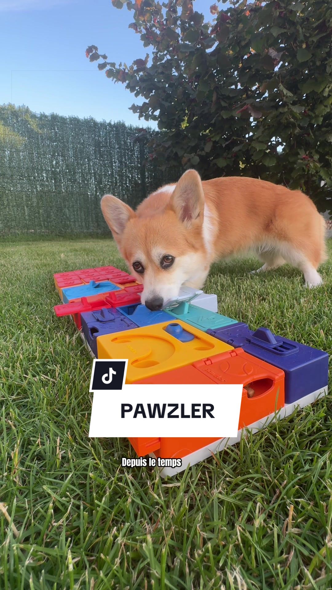 @Lemon 🍋 Corgi