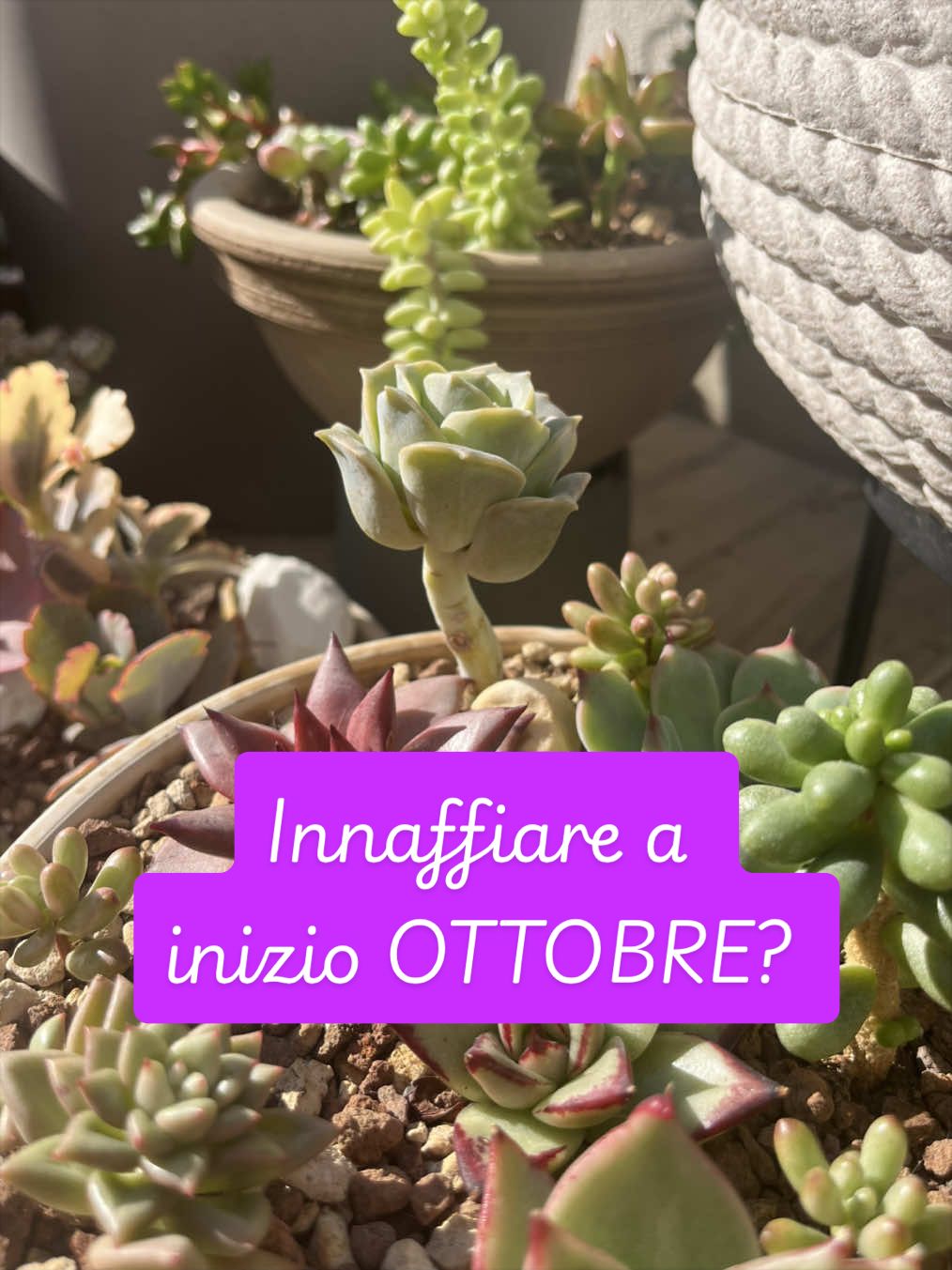 @piccole.spine.felici 🌵