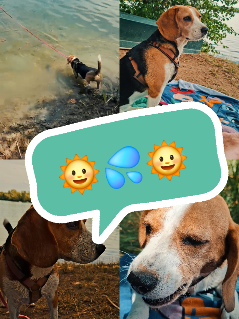 @BeagleTrifftBerner