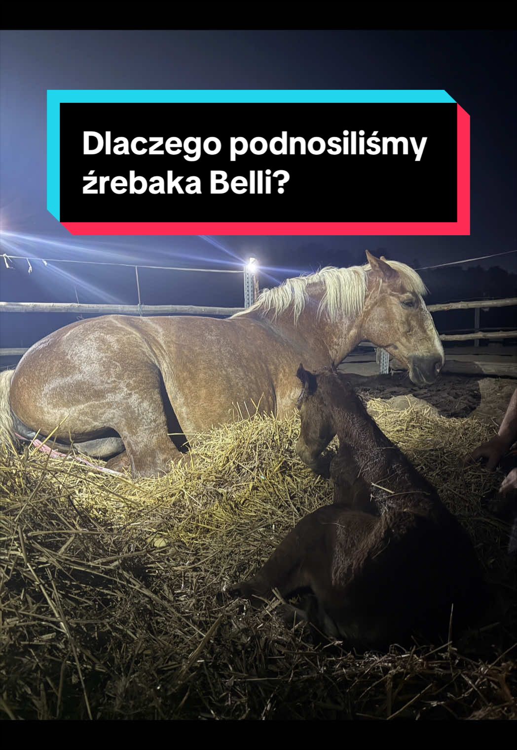 @Stado_Belli