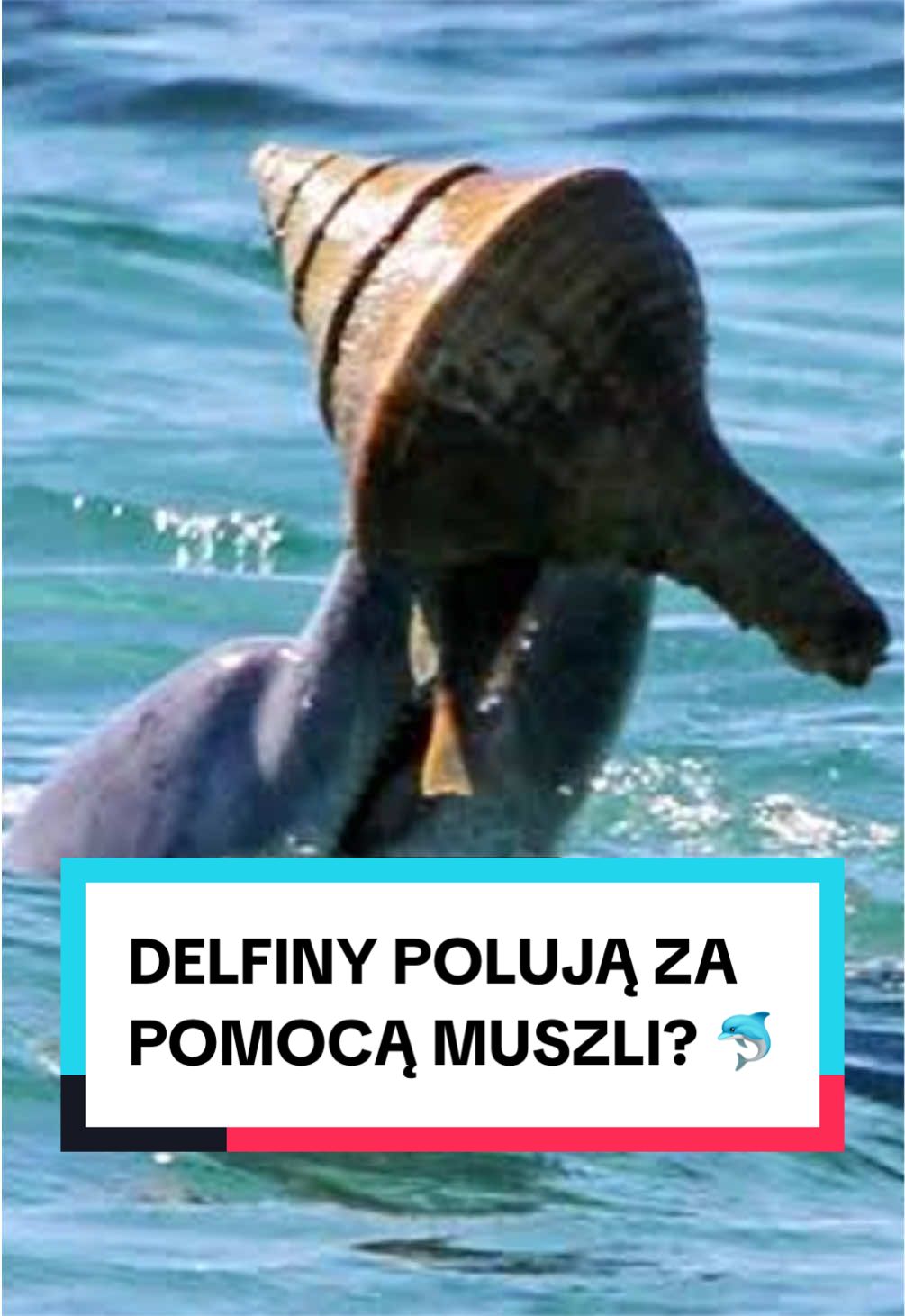@pandawojtekyt