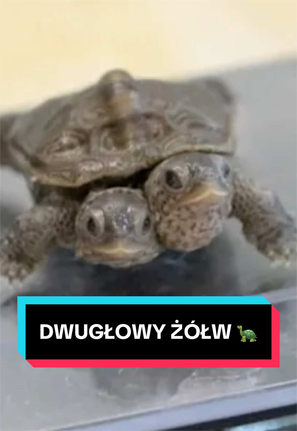 @pandawojtekyt