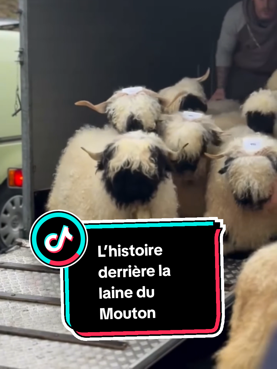 @TMFR 🇫🇷