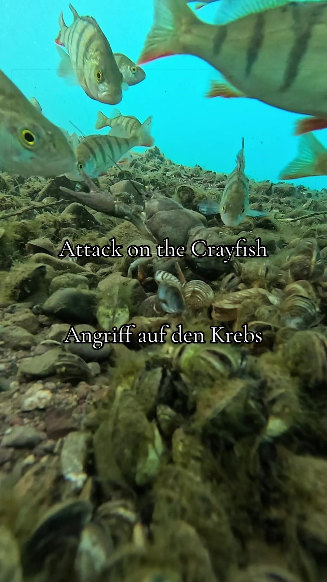 @DIVE