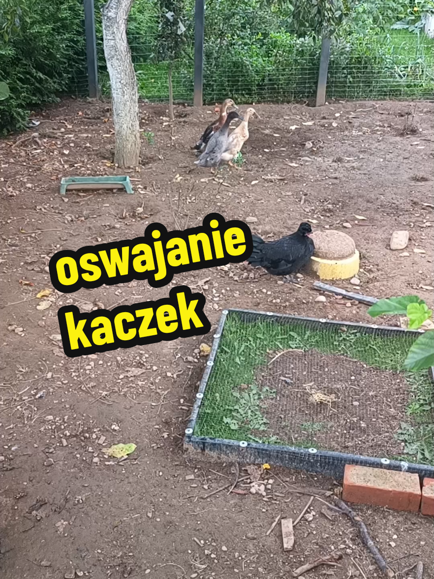 @Marcin ogrodnik